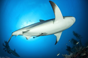 Carcharhinus perezi (jardines de la Reina) by Mathieu Foulquié 